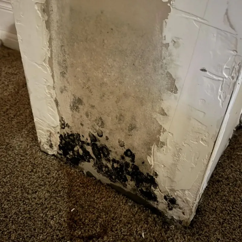 Professional Mold Removal in Albany, LA